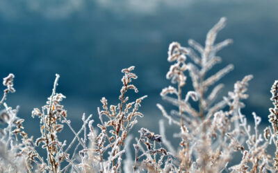 Protecting your Plants from Frost
