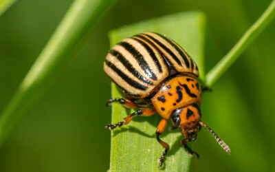 Pollution Prevention – Pesticide Alternatives